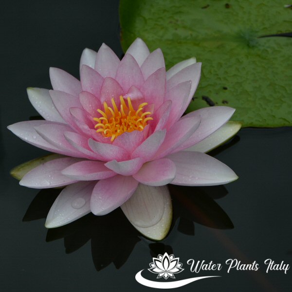 ‘Darwin’ syn. ‘Hollandia’ - immagine 3