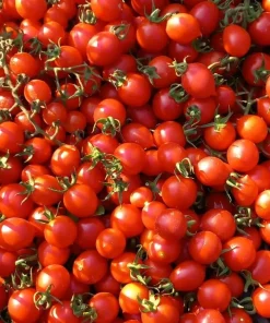 [ORTAGGI] Pomodorini ciliegini e datterini misti